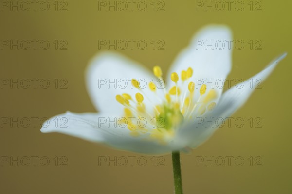 Wood anemone (Anemone nemorosa), Vechta, Lower Saxony, Germany