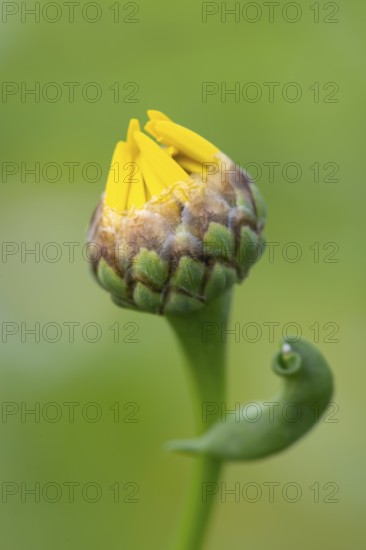 Glebionis segetum, flower, bee pasture, Sevelten, Cloppenburg, Lower Saxony, Germany