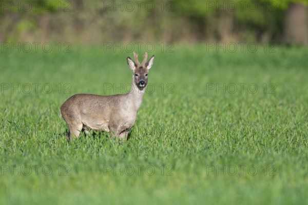 Roebuck (Capreolus capreolus) in winter coat, Vechta, Lower Saxony, Germany