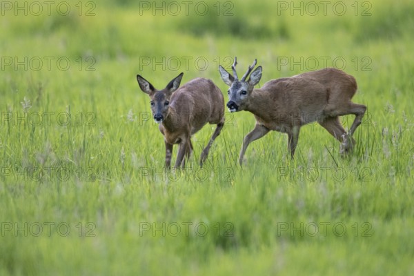 Roebuck (Capreolus capreolus) driving doe in rut, Vechta, Lower Saxony, Germany