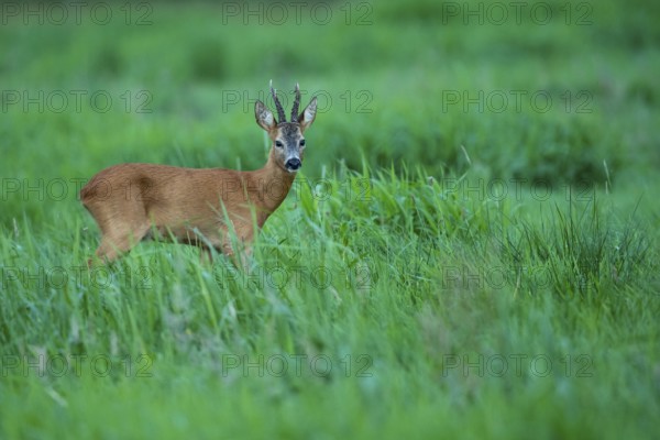 Roebuck (Capreolus capreolus), Vechta, Lower Saxony, Germany