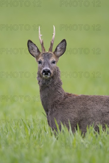 Roebuck (Capreolus capreolus) in winter coat, Vechta, Lower Saxony, Germany