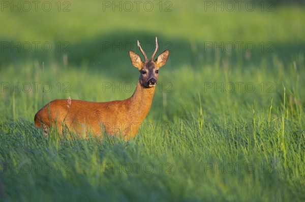Roebuck (Capreolus capreolus) in the evening light in a meadow, Vechta, Lower Saxony, Germany