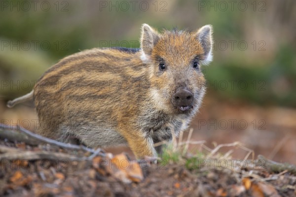 Wild boar (Sus scrofa) in the snow, fresh boar, Melle, Lower Saxony, Germany