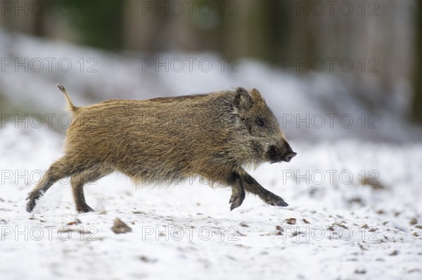 Wild boar (Sus scrofa) in the winer in the snow, young boar, Teutoburg Forest, Melle, Lower Saxony, Germany