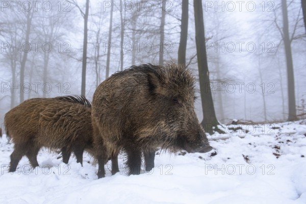 Wild boar (Sus scrofa) in the snow in a wintery forest, Teutoburg Forest, Melle, Lower Saxony, Germany