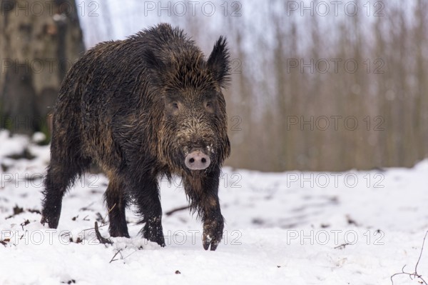 Wild boar (Sus scrofa) in the snow, wild boar, Melle, Lower Saxony, Germany