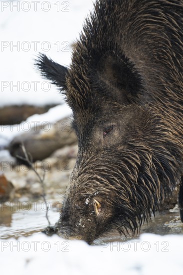 Wild boar (Sus scrofa) in the snow, boar, male, Melle, Lower Saxony, Germany