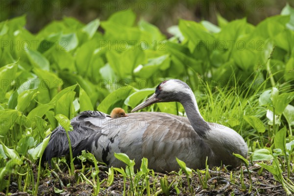 Crane (gurs grus) in nest with chicks, Feldberger Seenlandschaft, Mecklenburg-Vorpommern, Germany