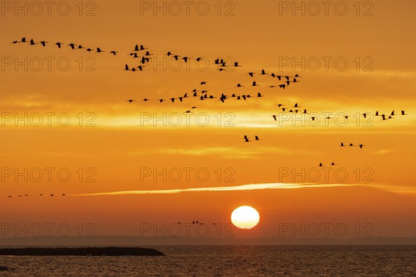 Cranes (grus grus) flying over the Baltic Sea at sunrise, Zingst, Mecklenburg-Vorpommern, Germany