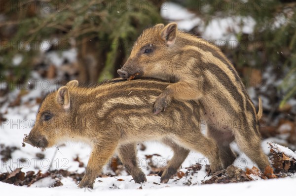 Wild boar (Sus scrofa) in the snow, fresh boar, Melle, Lower Saxony, Germany