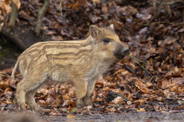 Wild boar (Sus scrofa), fresh boar, Melle, Lower Saxony, Germany