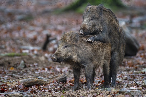 Wild boar (Sus scrofa) copolised, Melle, Lower Saxony, Germany