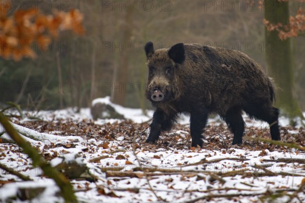 Wild boar (Sus scrofa) in the snow, wild boar, Melle, Lower Saxony, Germany