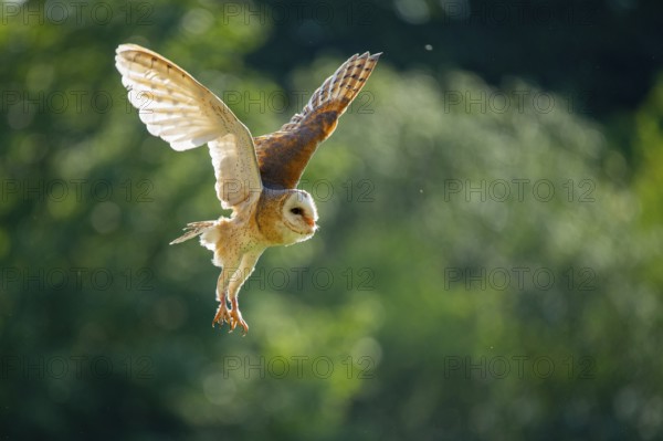 Flying barn owl (Tyto alba), Gerolstein, Rhineland-Palatinate, Germany