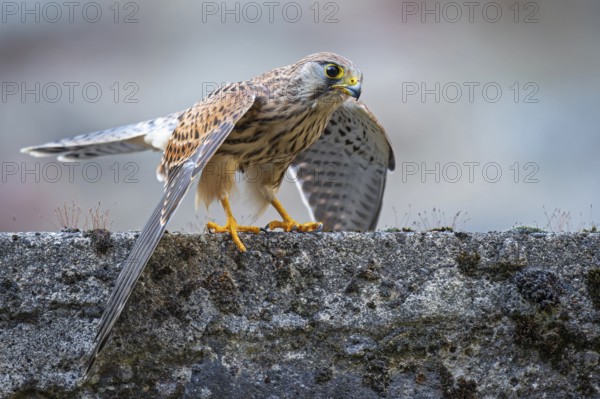 Kestrel (Falco tinnunculus), Gerolstein, Rhineland-Palatinate, Germany