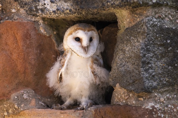 Juvenile barn owl (Tyto alba), Gerolstein, Rhineland-Palatinate, Germany