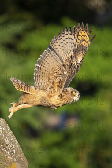 Eurasian Eagle-owl (bubo bubo) flying, Gerolstein, Rhineland-Palatinate, Germany