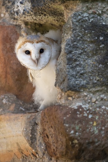 Juvenile barn owl (Tyto alba), Gerolstein, Rhineland-Palatinate, Germany