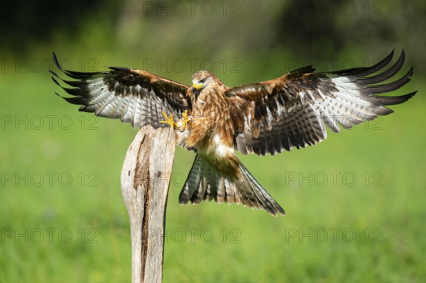 Red kite (Milvus milvus) flying, Gerolstein, Rhineland-Palatinate, Germany