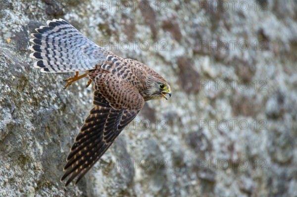 Kestrel (Falco tinnunculus), Gerolstein, Rhineland-Palatinate, Germany