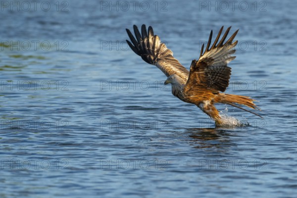 Red kite (Milvus milvus) in flight, Feldberger Seenlandschaft, Mecklenburg-Western Pomerania, Germany