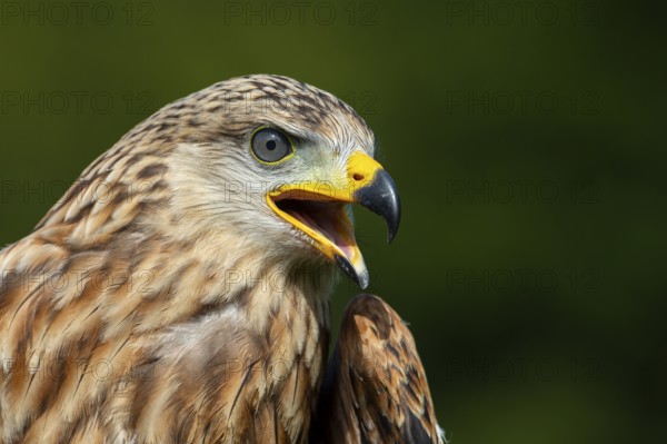 Red kite (Milvus milvus) sitting on a willow pole, portrait, Gerolstein, Rhineland-Palatinate, Germany