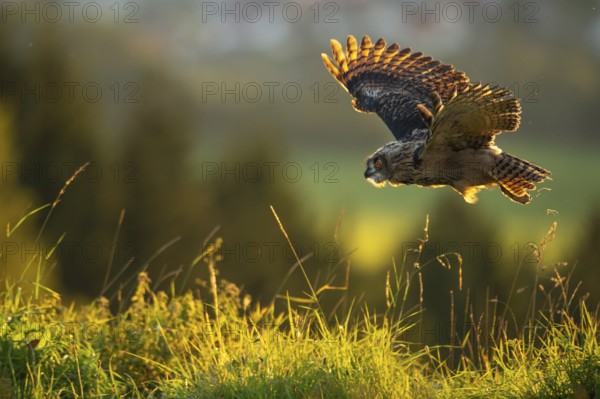 Eurasian Eagle-owl (bubo bubo) flying, Gerolstein, Rhineland-Palatinate, Germany