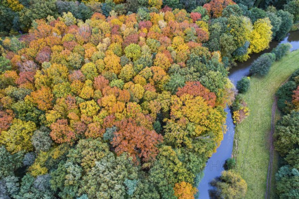 Hunte in the autumnal Barneführer Holz, Wald, Sandkrug, Hatten, Lower Saxony, Germany