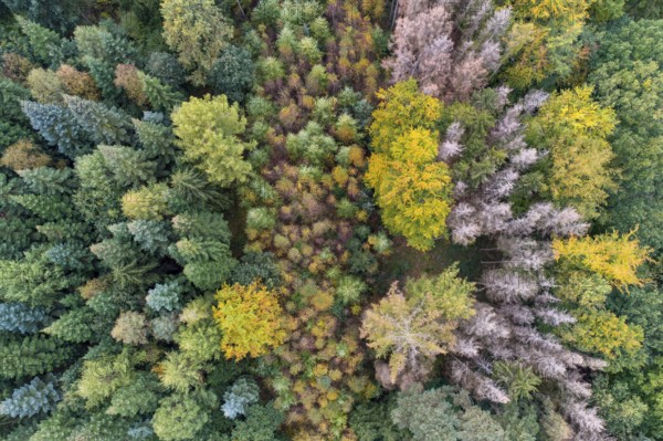 Aerial view of a beautifully coloured forest, nature reserve, Herrenholz, Goldenstedt, Lower Saxony, Germany