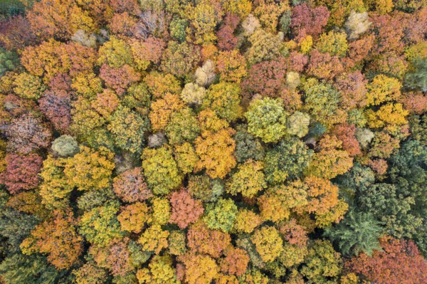 Aerial view of an autumn-colored forest, Hunte in the autumnal Barneführer Holz, Sandkrug, Hatten, Lower Saxony, Germany