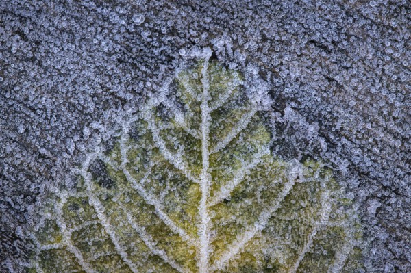 Leaf in hoarfrost, Goldenstedt, Lower Saxony, Germany