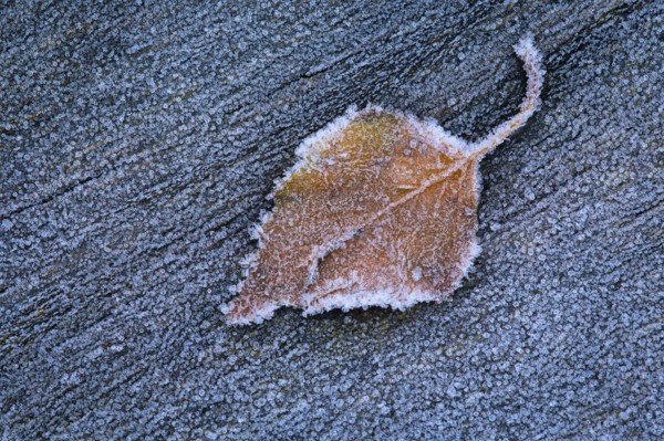 Birch leaf in hoarfrost, Goldenstedt, Lower Saxony, Germany