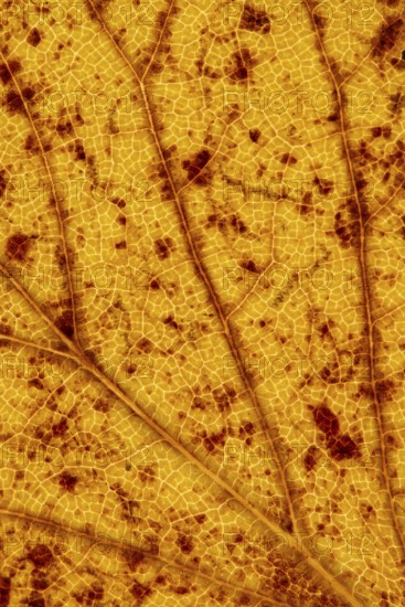Structure of an autumn-colored leaf, foliage, tree, Vechta, Lower Saxony, Germany