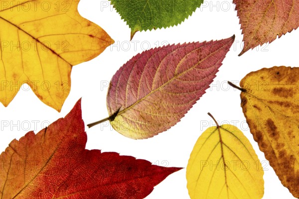 Structure of an autumn-colored leaf, foliage, tree, Vechta, Lower Saxony, Germany