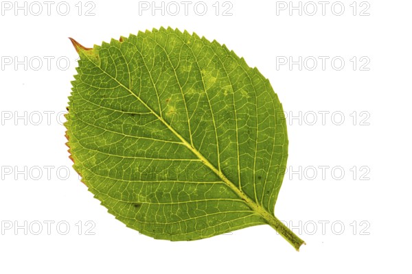 Structure of an autumn-colored leaf, cut off, leaves, tree, Vechta, Lower Saxony, Germany