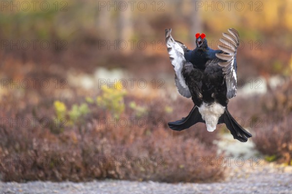 Black grouse (Lyrurus tetrix), black grouse courtship in Sweden, Fågelsjö, Gävleborgs län, Sweden