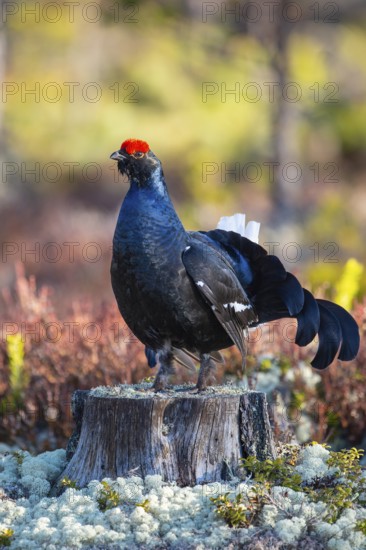 Black grouse (Lyrurus tetrix), black grouse courtship in Sweden, Fågelsjö, Gävleborgs län, Sweden
