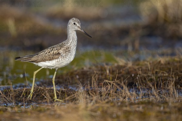 Greenshank (Tringa nebularia) in a bog, Fågelsjö, Gävleborgs län, Sweden