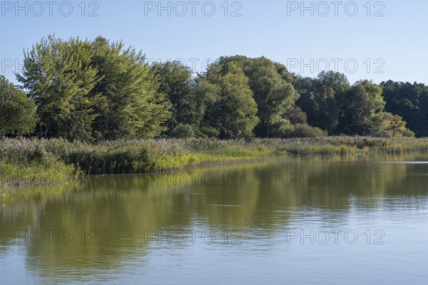 Deciduous trees and reeds at Schmachter See, reflection, landscape with blue sky, Binz, seaside resort, Rügen island, Mecklenburg-Western Pomerania, Germany