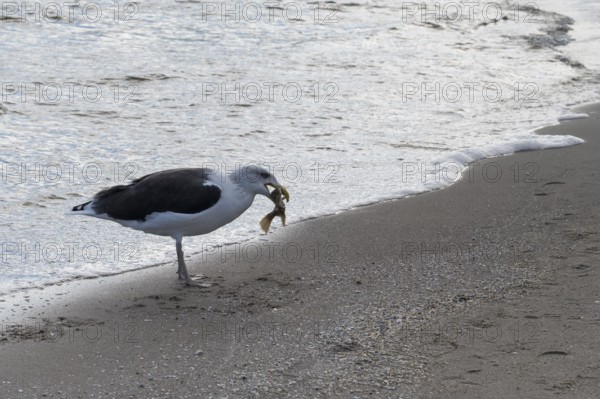 Seagull on a beach with a fish in its beak, Baltic Sea, Rügen Island, Mecklenburg-Western Pomerania, Germany