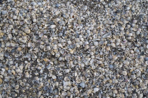 Surface on the ground with numerous mussels, background image, Baltic Sea, Mecklenburg-Western Pomerania, Germany