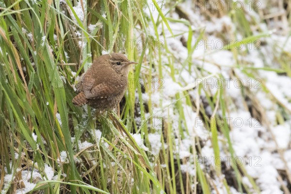 A wren (Troglodytes troglodytes) standing on a blade of grass, snow-covered grass in the background, Hesse, Germany