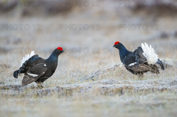 Black grouse (Lyrurus tetrix), female, black grouse courtship in Sweden, Fågelsjö, Gävleborgs län, Sweden