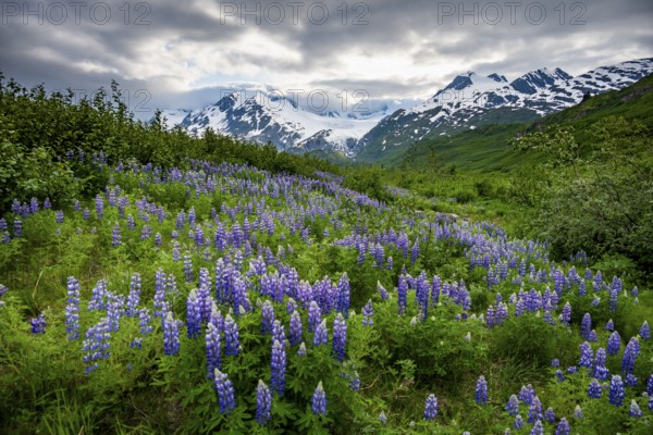 Picturesque landscape on the Richardson Highway, blooming Alaskan lupines (Lupinus nootkatensis), mountain peak with glacier Worthington Glacier in the background, Chugach Mountains, Alaska, USA