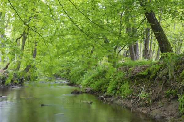 The river Hunte near Barkhausen in the spring-like beech forest, Barkhausen, Bad Essen, Lower Saxony, Germany