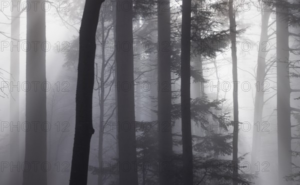 Tree trunks in morning fog with sunbeams, autumn forest, Mondseeland, Salzkammergut, Upper Austria, Austria