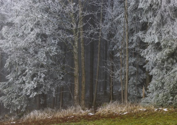 Winter forest, deciduous trees and conifers covered with hoarfrost, Mondseeland, Salzkammergut, Upper Austria, Austria