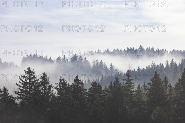 Autumn landscape, coniferous forest in morning fog, Mondseeland, Salzkammergut, Upper Austria, Austria