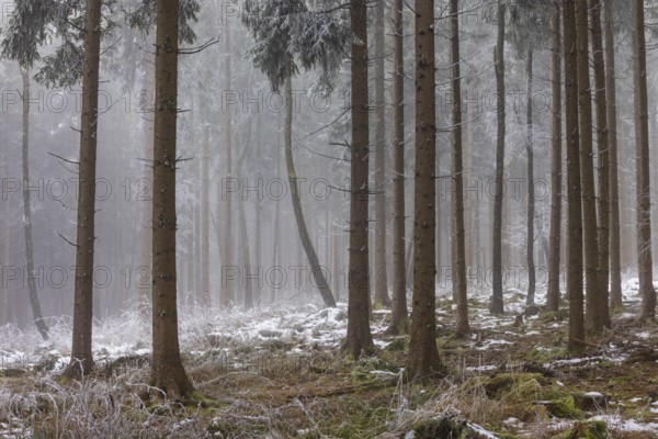 Autumn landscape, forest covered in fog with hoarfrost, Mondseeland, Salzkammergut, Upper Austria, Austria